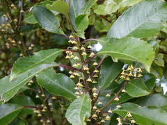 Melicytus macrophyllus