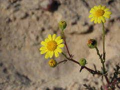 Senecio gallicus