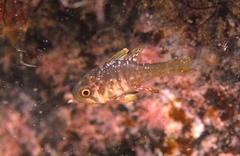 Vincentia conspersa