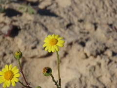 Senecio gallicus