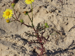 Senecio gallicus