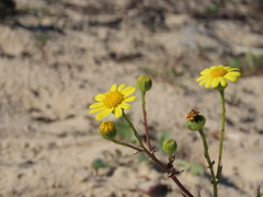 Senecio gallicus