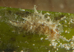 Stylocheilus striatus