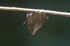 Memphis moruus