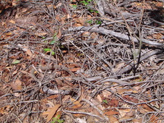 Coluber constrictor