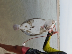 Paralichthys orbignyanus