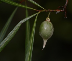 Pouteria salicifolia