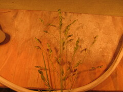 Panicum hallii