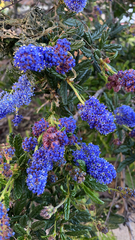 Ceanothus papillosus