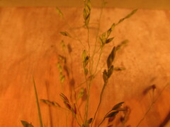 Panicum hallii