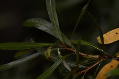 Pouteria salicifolia