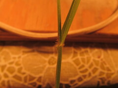 Panicum hallii