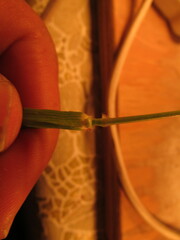 Panicum hallii