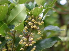 Melicytus macrophyllus