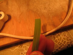 Panicum hallii