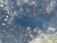 Microspathodon dorsalis