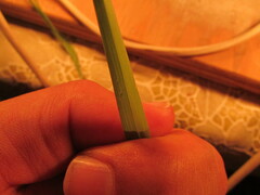 Panicum hallii