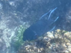 Microspathodon dorsalis