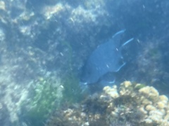 Microspathodon dorsalis