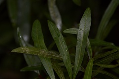 Pouteria salicifolia