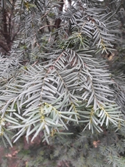 Taxus baccata