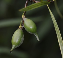 Pouteria salicifolia