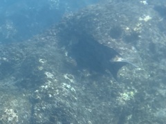 Microspathodon dorsalis