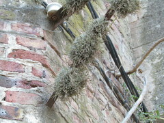 Tillandsia capillaris