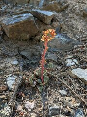 Sedum kiersteadiae