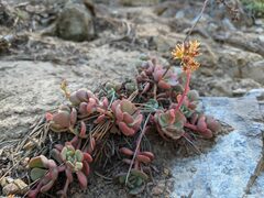 Sedum kiersteadiae