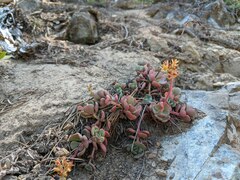 Sedum kiersteadiae