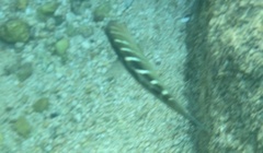 Halichoeres notospilus