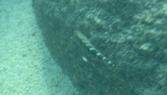 Halichoeres notospilus