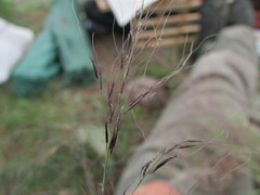 Muhlenbergia implicata