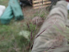 Muhlenbergia implicata