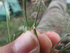Muhlenbergia implicata