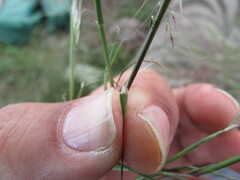 Muhlenbergia implicata