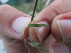 Muhlenbergia implicata