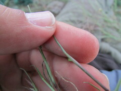 Muhlenbergia implicata