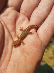 Pachydactylus capensis