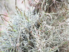 Tillandsia capillaris