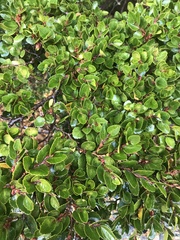 Nothofagus betuloides