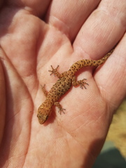 Pachydactylus capensis