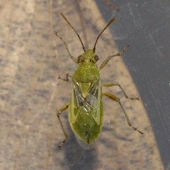 Stictopleurus viridicatus