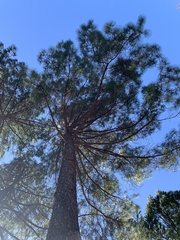 Pinus lambertiana