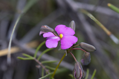 Gompholobium venustum