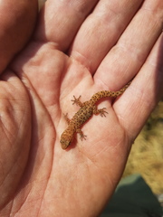 Pachydactylus capensis