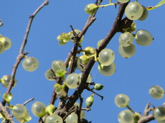 Achatocarpus praecox