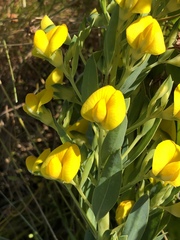 Rafnia elliptica
