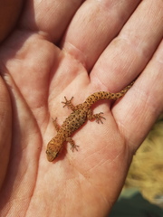 Pachydactylus capensis